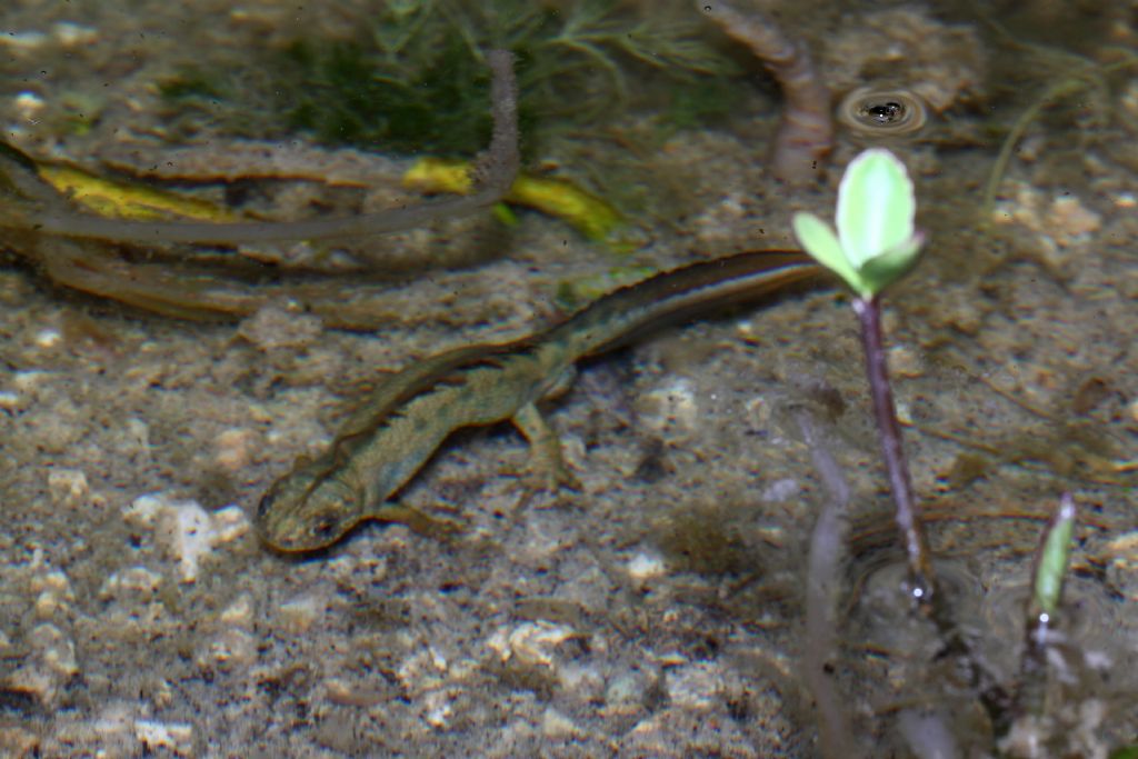 Un anno di laghetto (e, finalmente, vertebrati!)